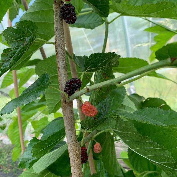 Rupp's Romanian Mulberry Cutting - Dingdong's Garden