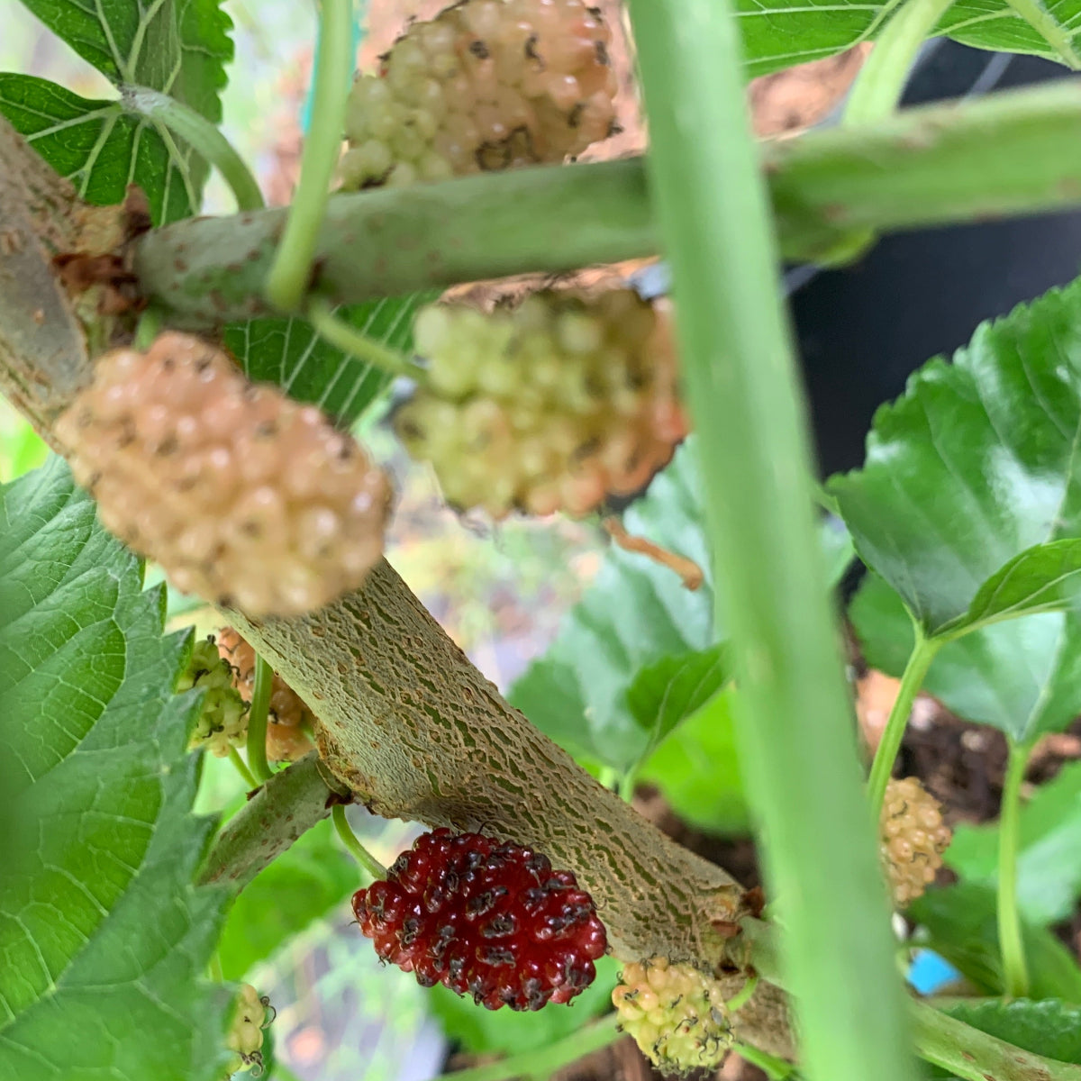 Rupp's Romanian Mulberry Cutting