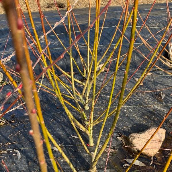 S365 Showtime Willow Cutting - Dingdong's Garden