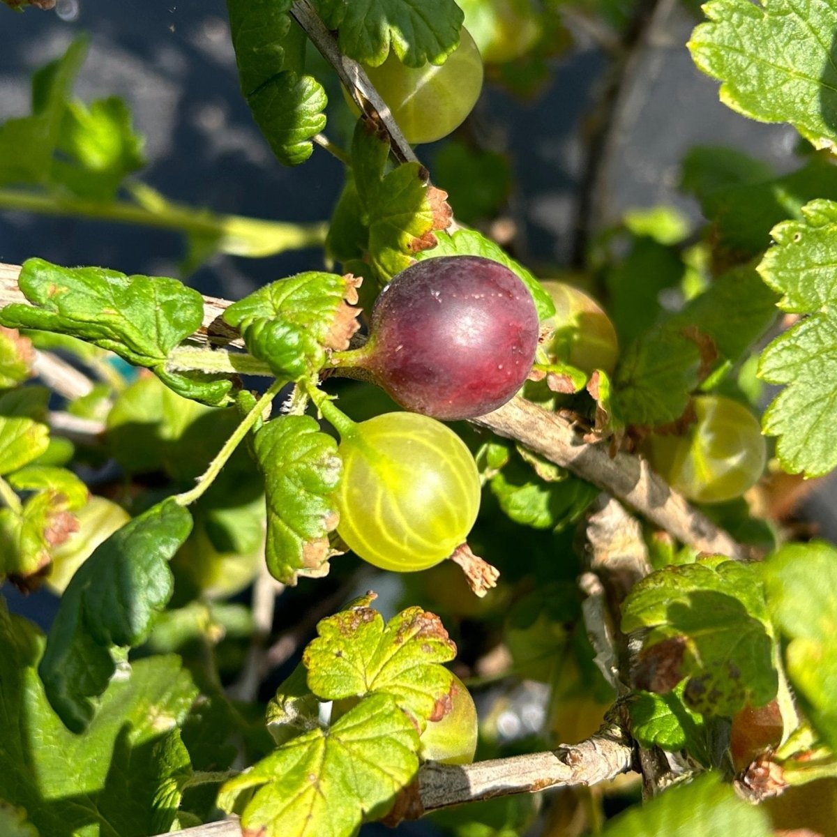 Sabine Gooseberry Cutting - Dingdong's Garden