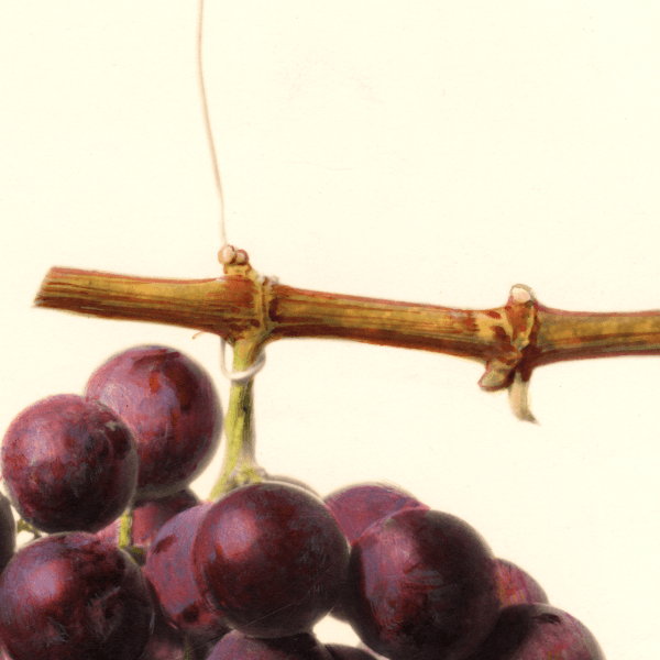 Salem Grape 4x6 Decorative Card - Dingdong's Garden