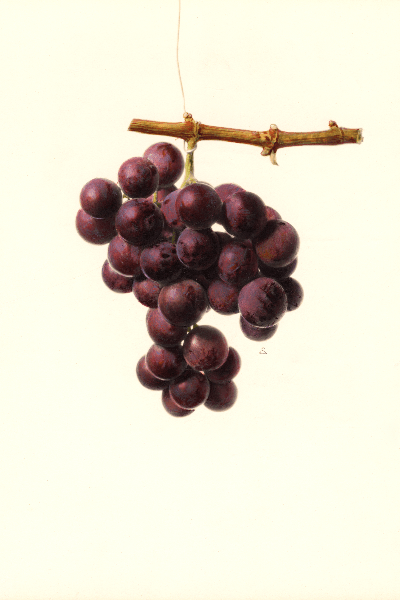 Salem Grape 4x6 Decorative Card - Dingdong's Garden