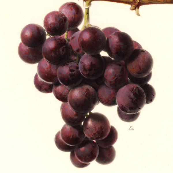 Salem Grape 4x6 Decorative Card - Dingdong's Garden