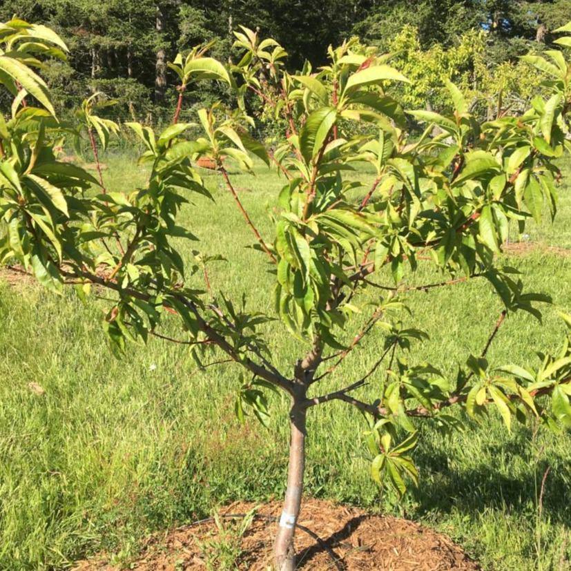 Salish Summer (Q 1 - 8) Peach Scionwood - Dingdong's Garden