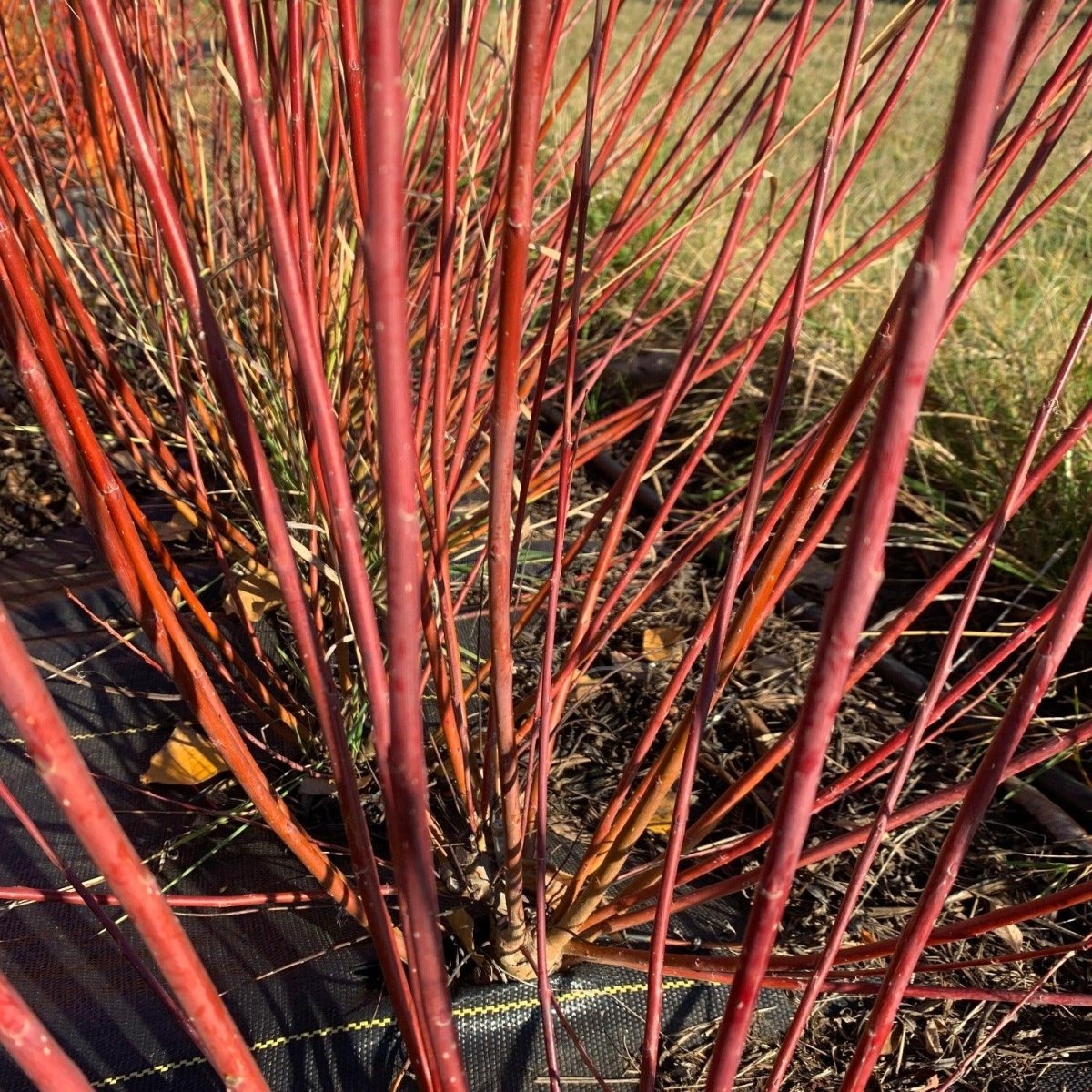 Salix purpurea x daphnoides Willow Cutting - Dingdong's Garden