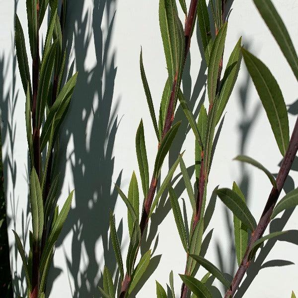 Salix purpurea x daphnoides Willow Cutting - Dingdong's Garden