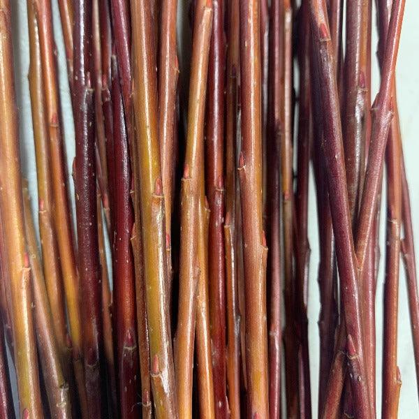 Salix purpurea x daphnoides Willow Cutting