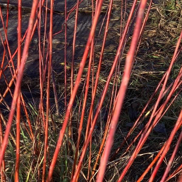 Salix purpurea x daphnoides Willow Cutting - Dingdong's Garden