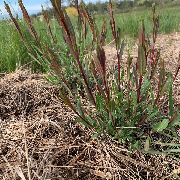 Salix purpurea x daphnoides Willow Cutting - Dingdong's Garden