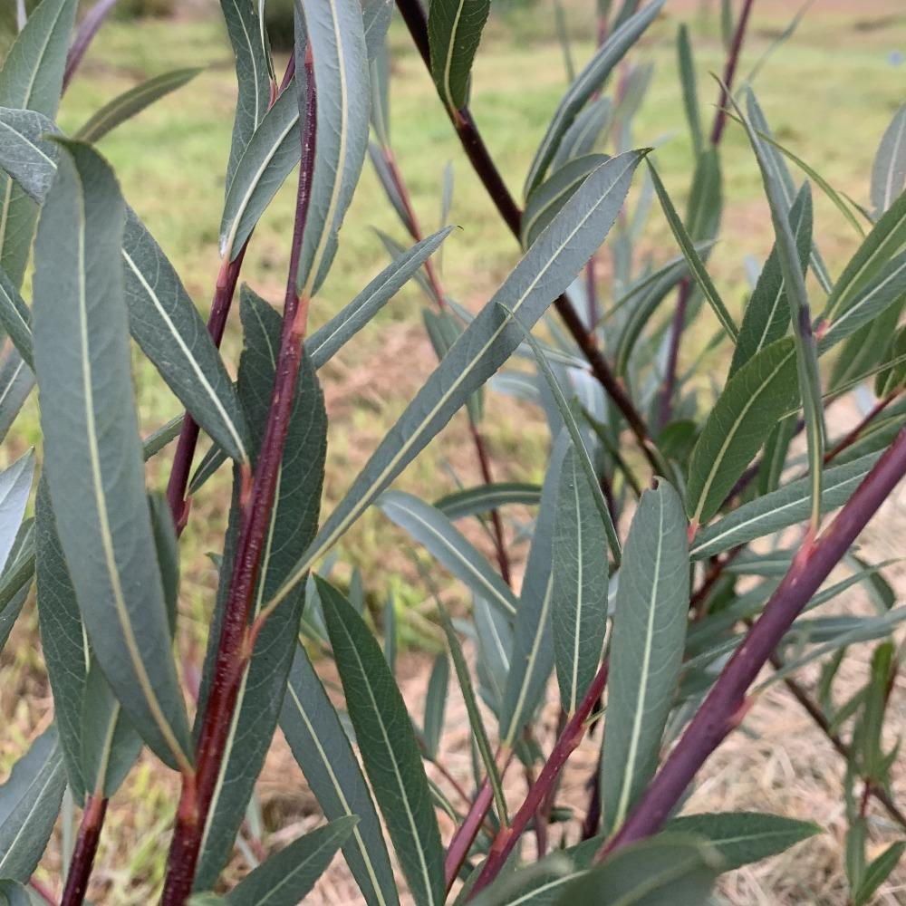 Salix purpurea x daphnoides Willow Cutting - Dingdong's Garden