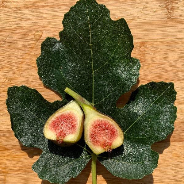 Sal's Fig Cutting