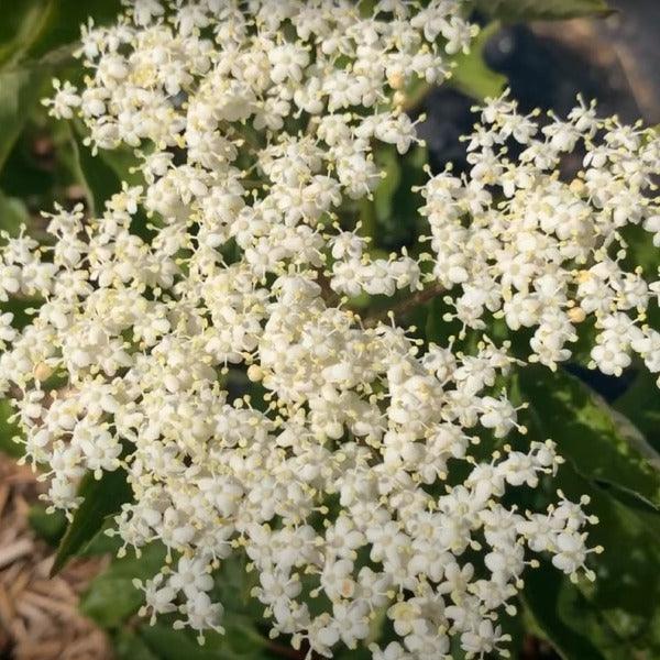 Sampo Elderberry Elderberry Cutting - Dingdong's Garden