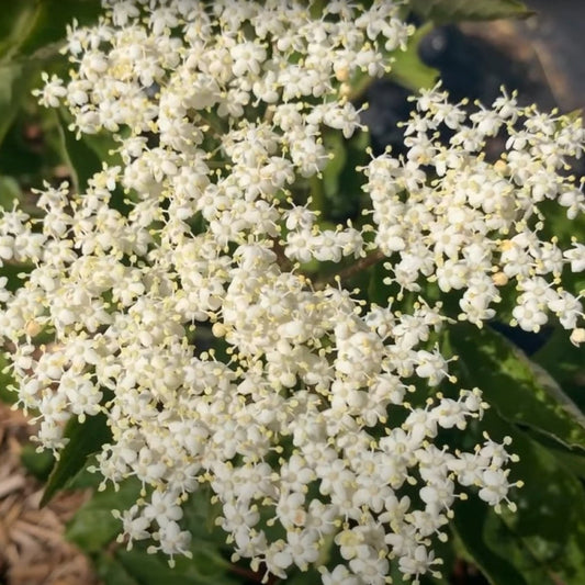 Sampo Elderberry Elderberry Cutting - Dingdong's Garden