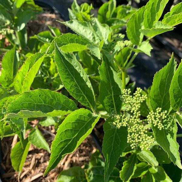 Sampo Elderberry Elderberry Cutting - Dingdong's Garden