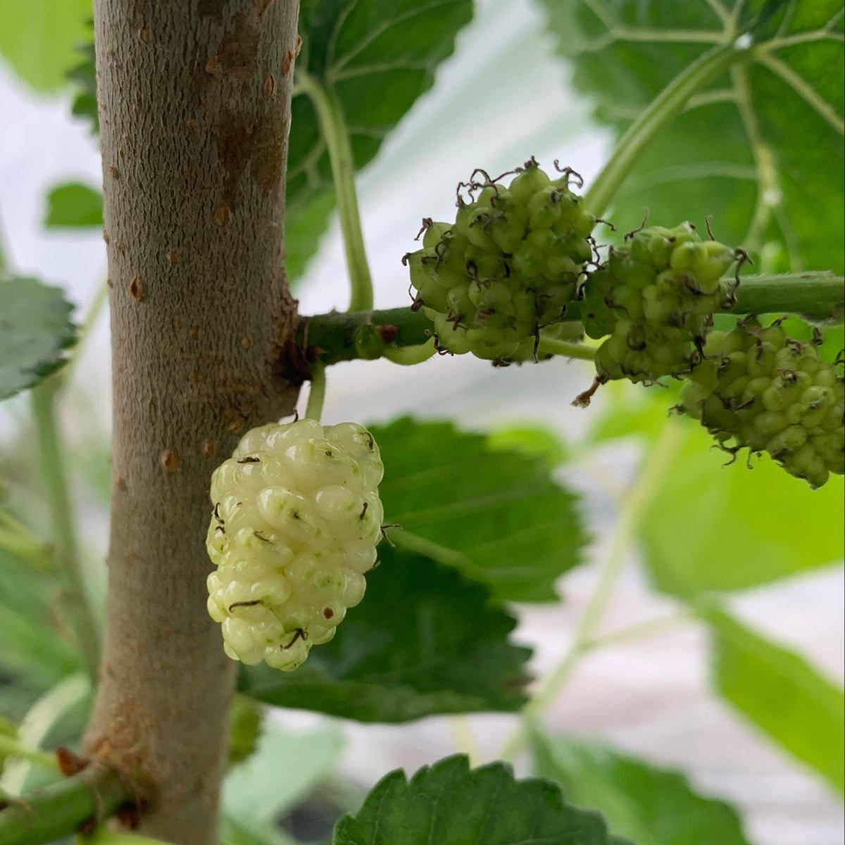 San Martin Mulberry Cutting - Dingdong's Garden