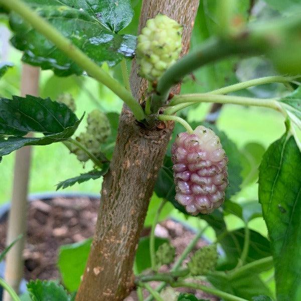 San Martin Mulberry Cutting - Dingdong's Garden