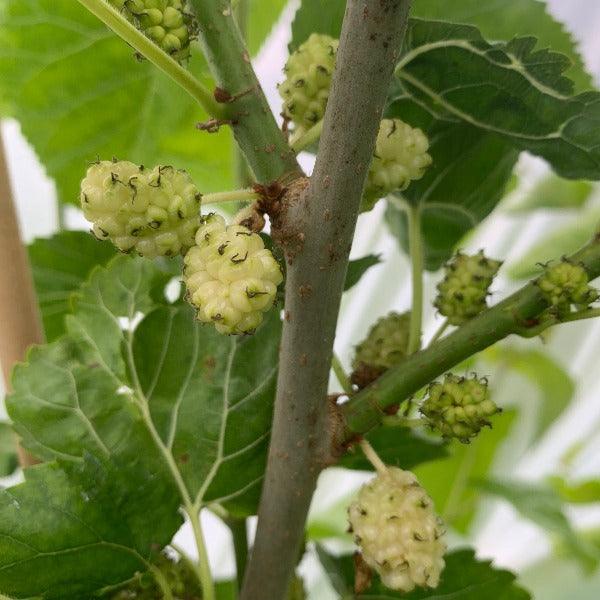 San Martin Mulberry Cutting - Dingdong's Garden