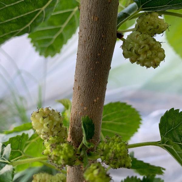 San Martin Mulberry Cutting - Dingdong's Garden