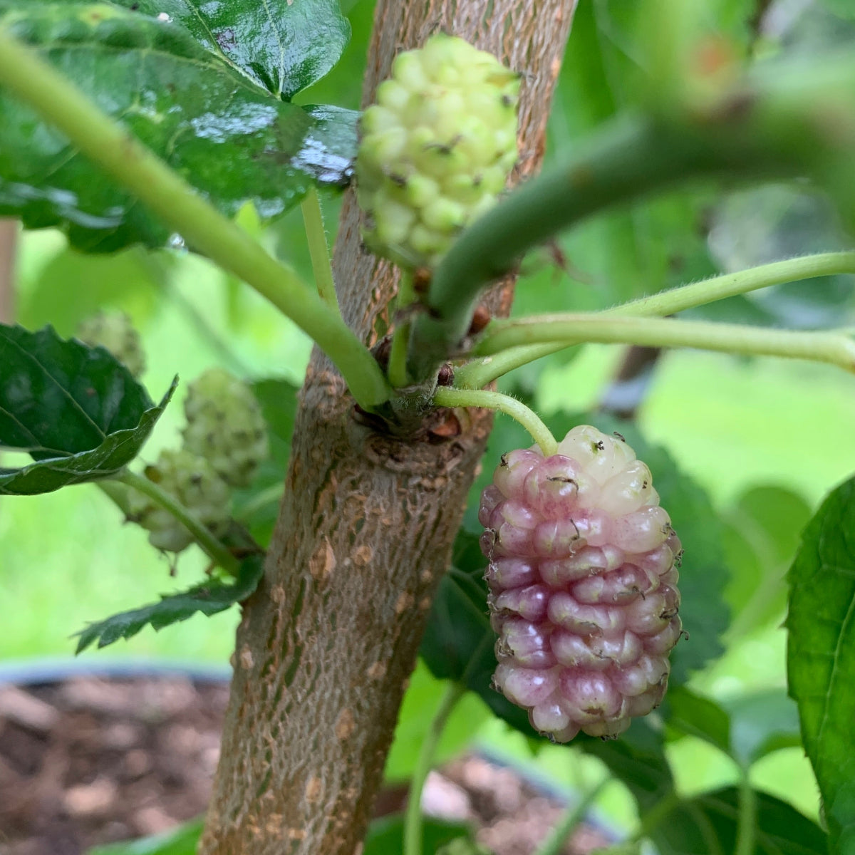 San Martin Mulberry Cutting