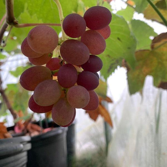 Saturn Table Grape Cutting - Dingdong's Garden