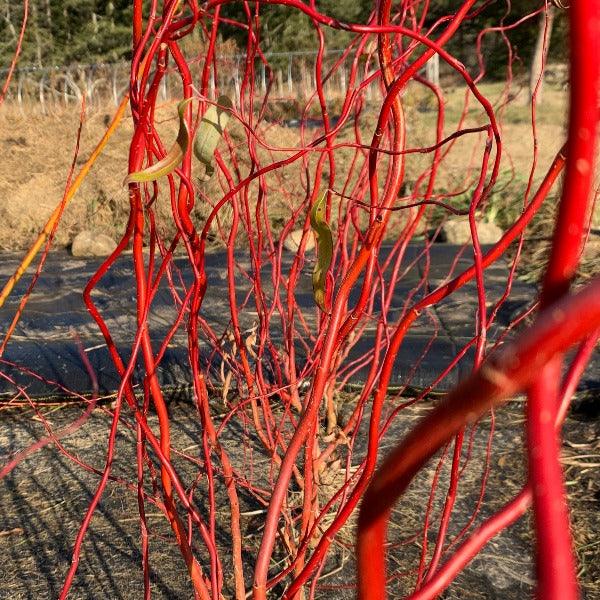 Scarlet Curls Willow Cutting - Dingdong's Garden