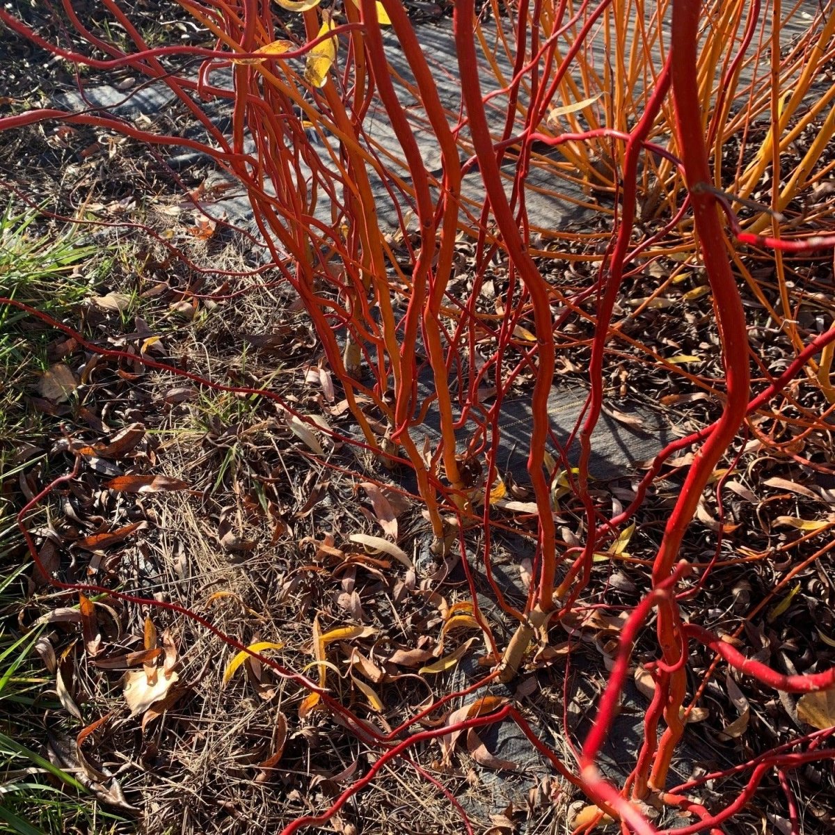 Scarlet Curls Willow Cutting - Dingdong's Garden