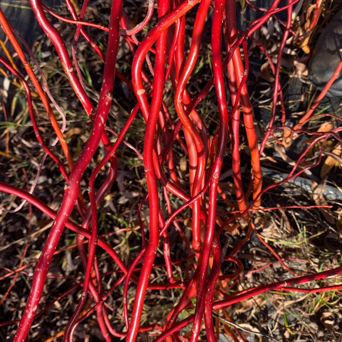 Scarlet Curls Willow Cutting - Dingdong's Garden