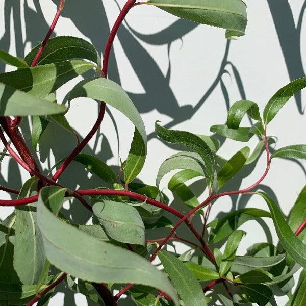 Scarlet Curls Willow Cutting - Dingdong's Garden