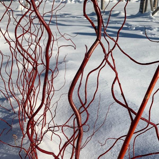 Scarlet Curls Willow Cutting - Dingdong's Garden