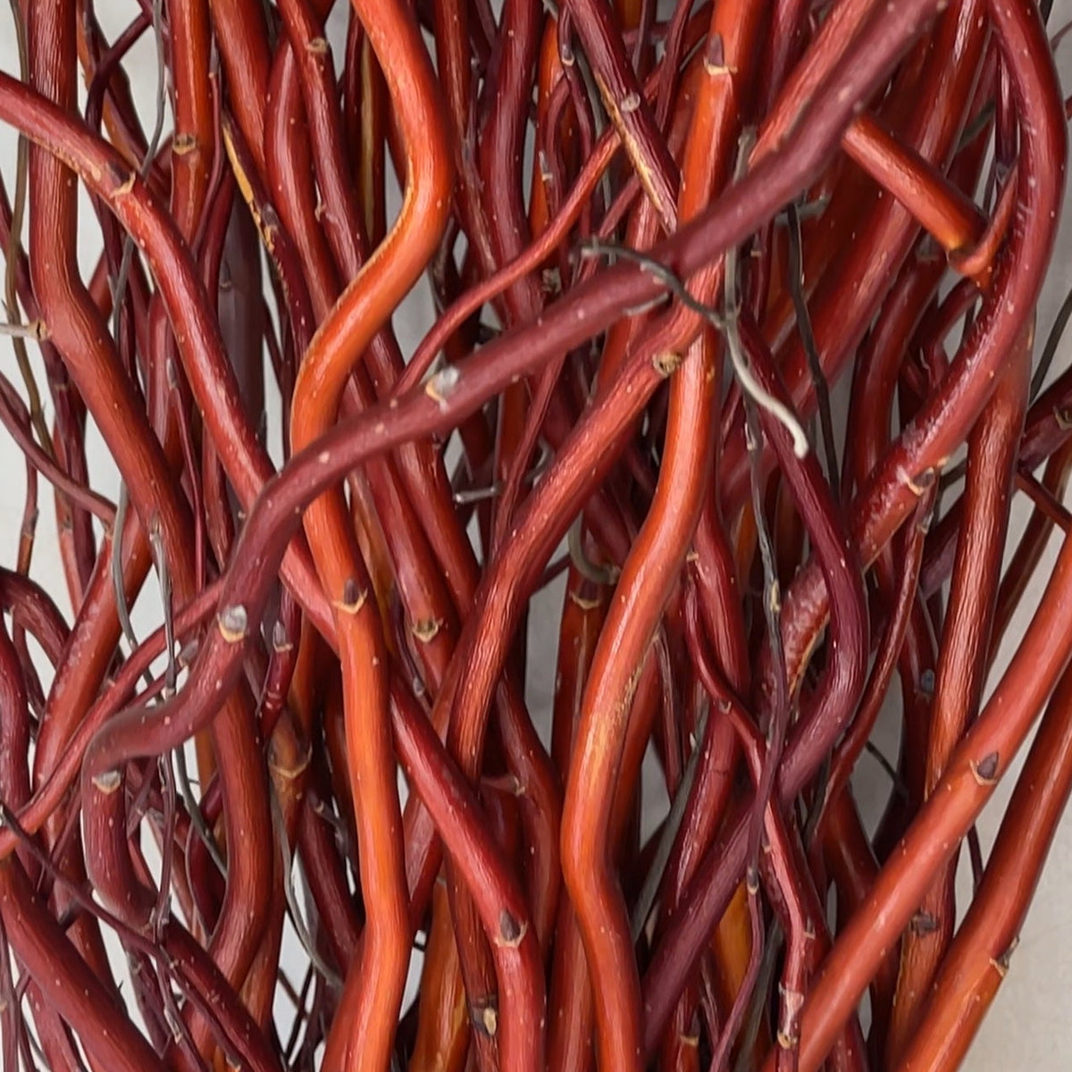 Winter Color Willow Collection - Flame Yellow, Golden, Scarlet Curls, Noire de Villaines - 8pc