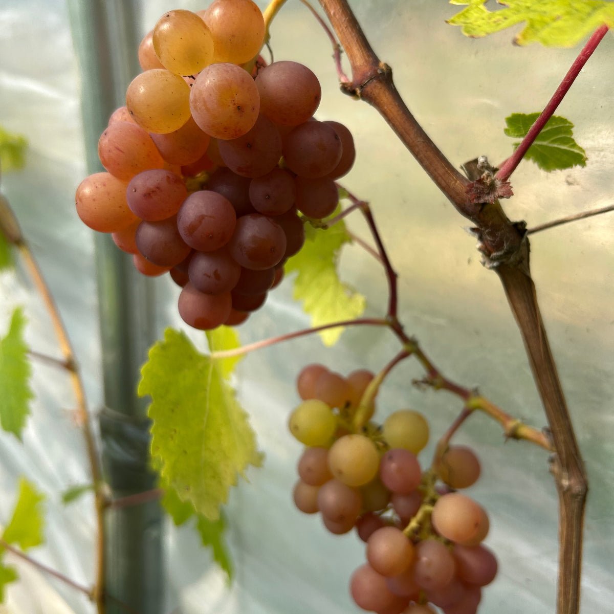 Schonberger Table Grape Cutting - Dingdong's Garden