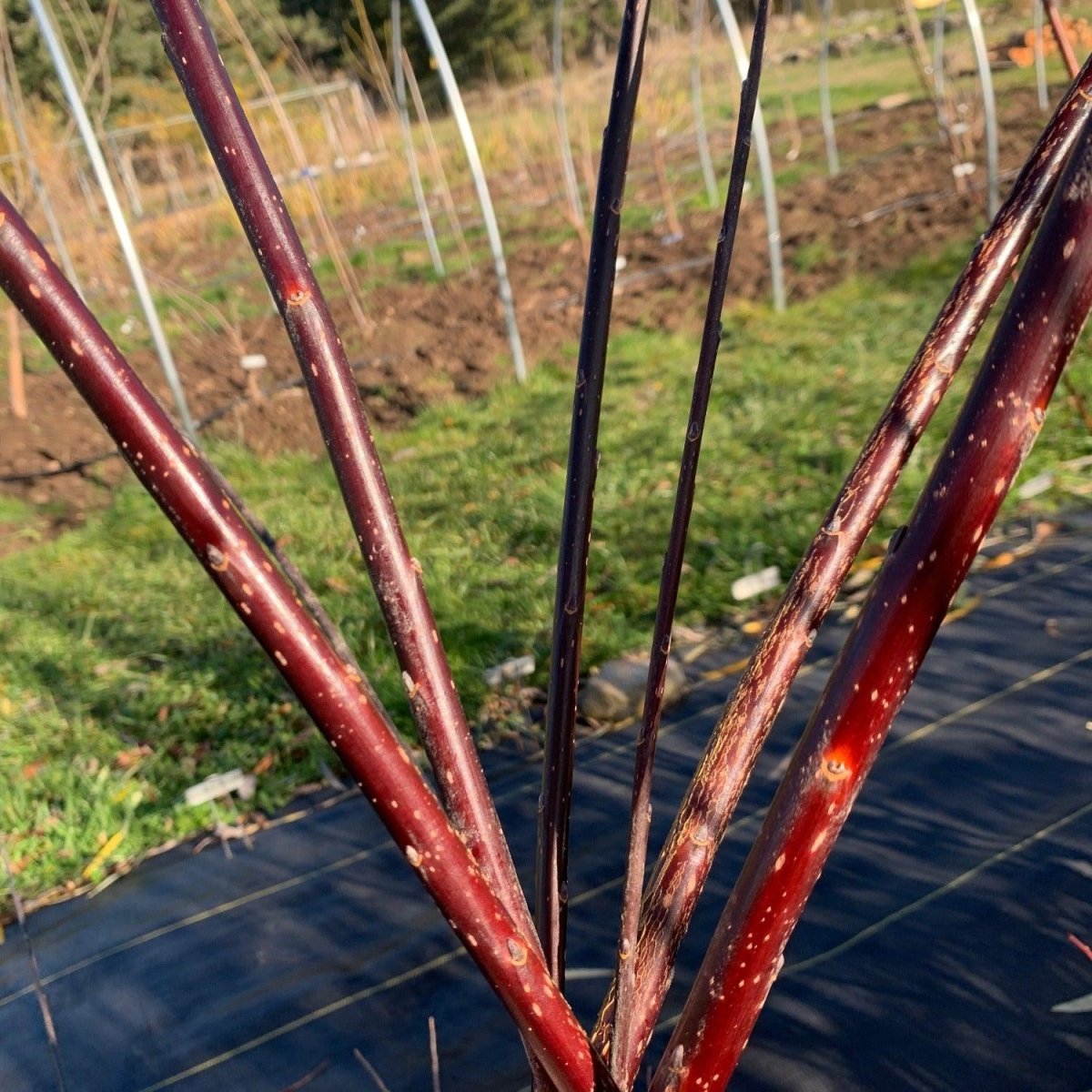 Schwerin’s Willow Cutting - Dingdong's Garden