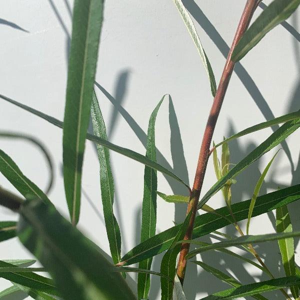 Schwerin’s Willow Cutting