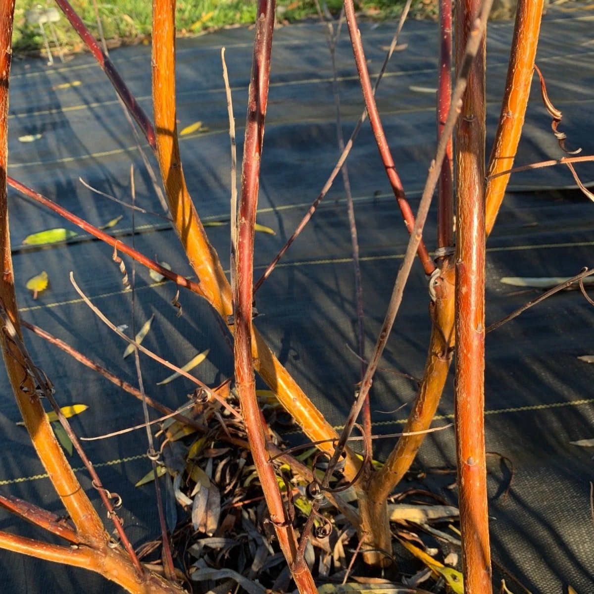 Schwerin’s Willow Cutting - Dingdong's Garden