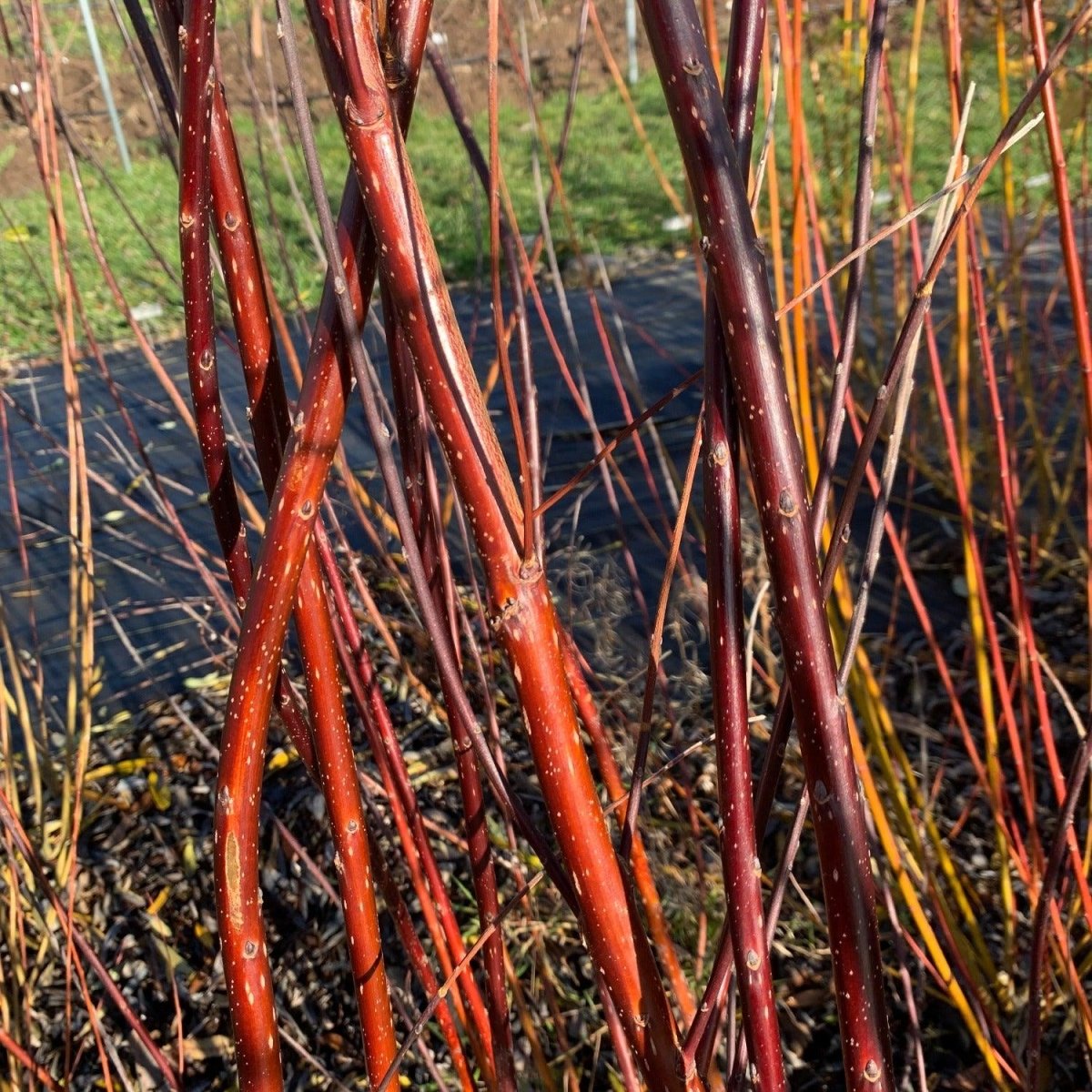 Schwerin’s Willow Cutting - Dingdong's Garden