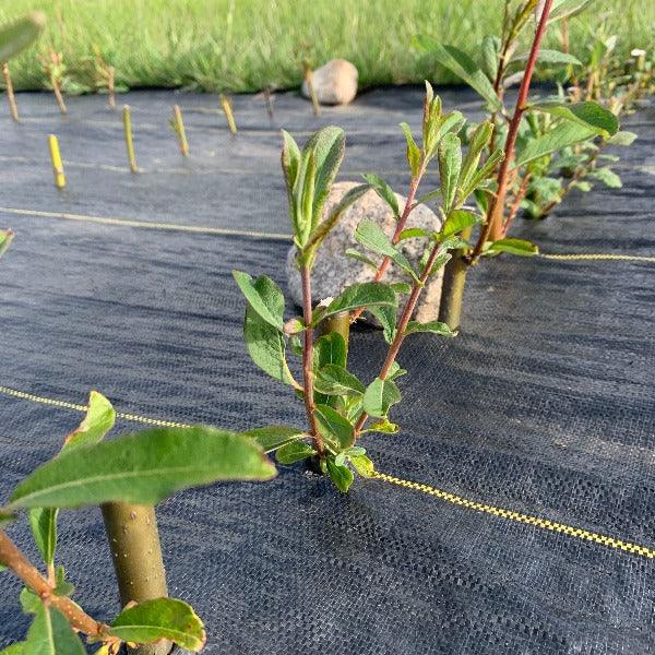 Scouler, Western Pussy Willow Cutting - Dingdong's Garden