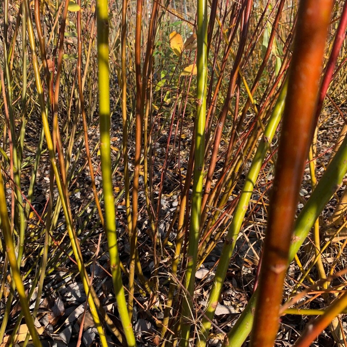 Scouler, Western Pussy Willow Cutting - Dingdong's Garden