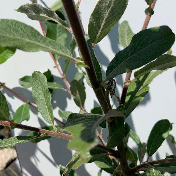 Scouler, Western Pussy Willow Cutting
