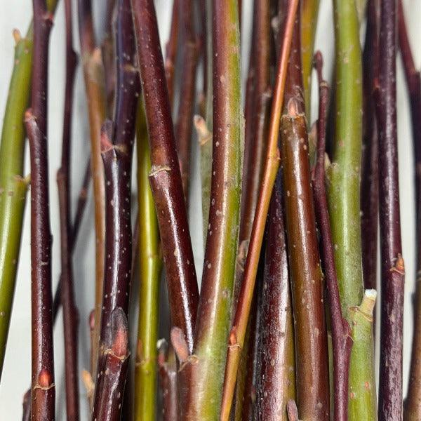 Scouler, Western Pussy Willow Cutting - Dingdong's Garden