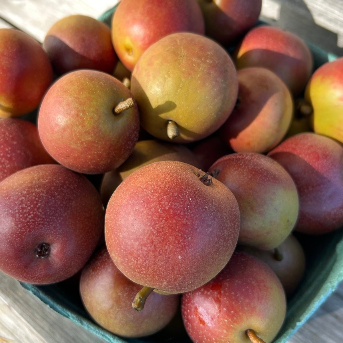 Seckel Pear Scionwood - Dingdong's Garden