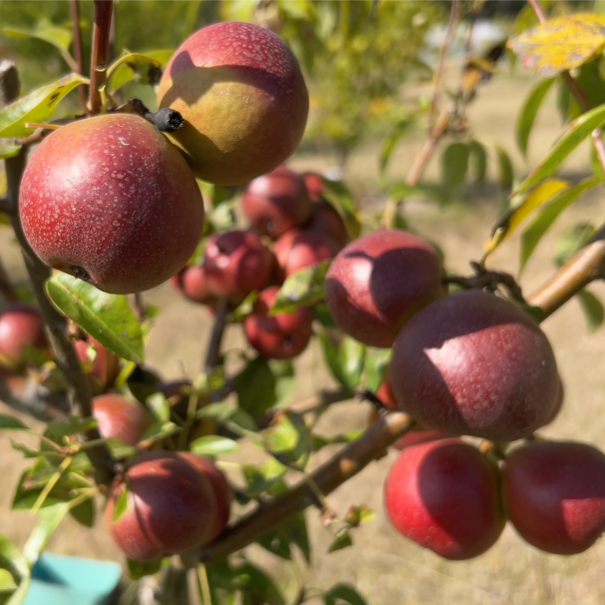 Seckel Pear Scionwood - Dingdong's Garden