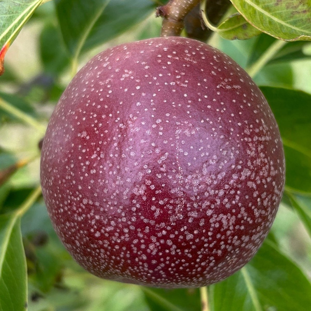 Seckel Pear Scionwood - Dingdong's Garden