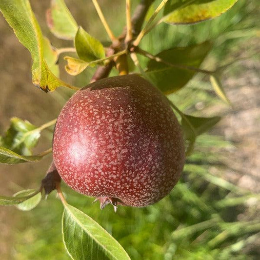 Seckel Pear Scionwood - Dingdong's Garden