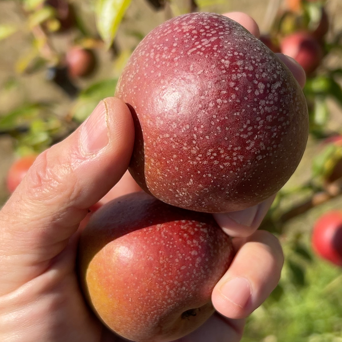 Seckel Pear Scionwood - Dingdong's Garden