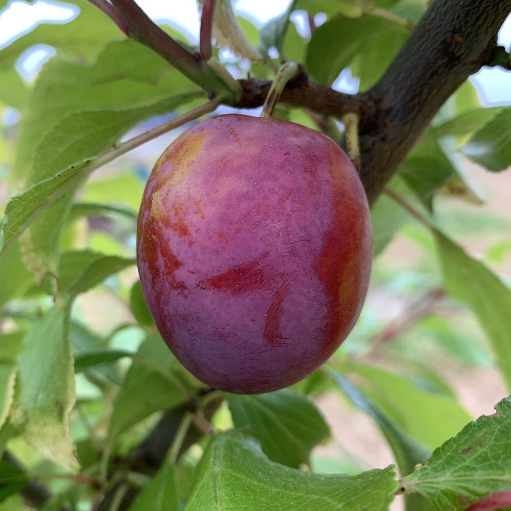 Seneca Plum Scionwood - Dingdong's Garden