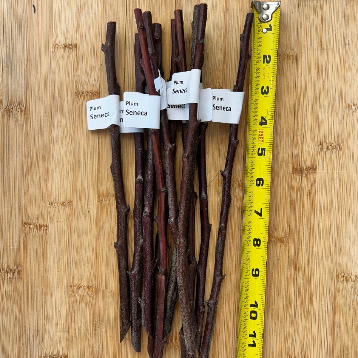 Seneca Plum Scionwood - Dingdong's Garden