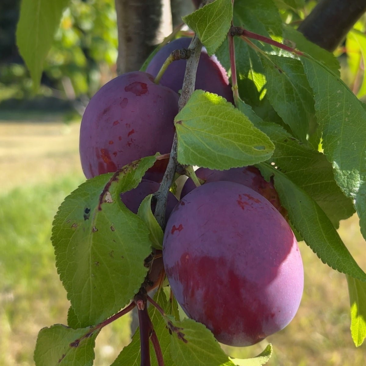 Seneca Plum Scionwood - Dingdong's Garden