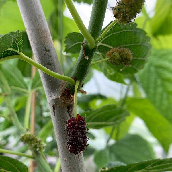 Shangri La Mulberry Cutting - Dingdong's Garden