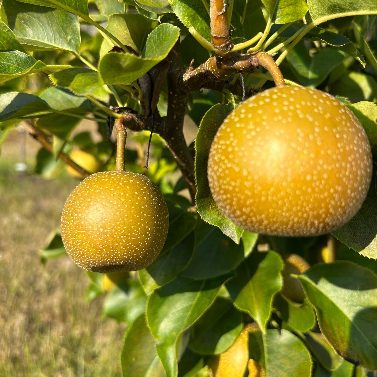 Shinko Pear Scionwood - Dingdong's Garden