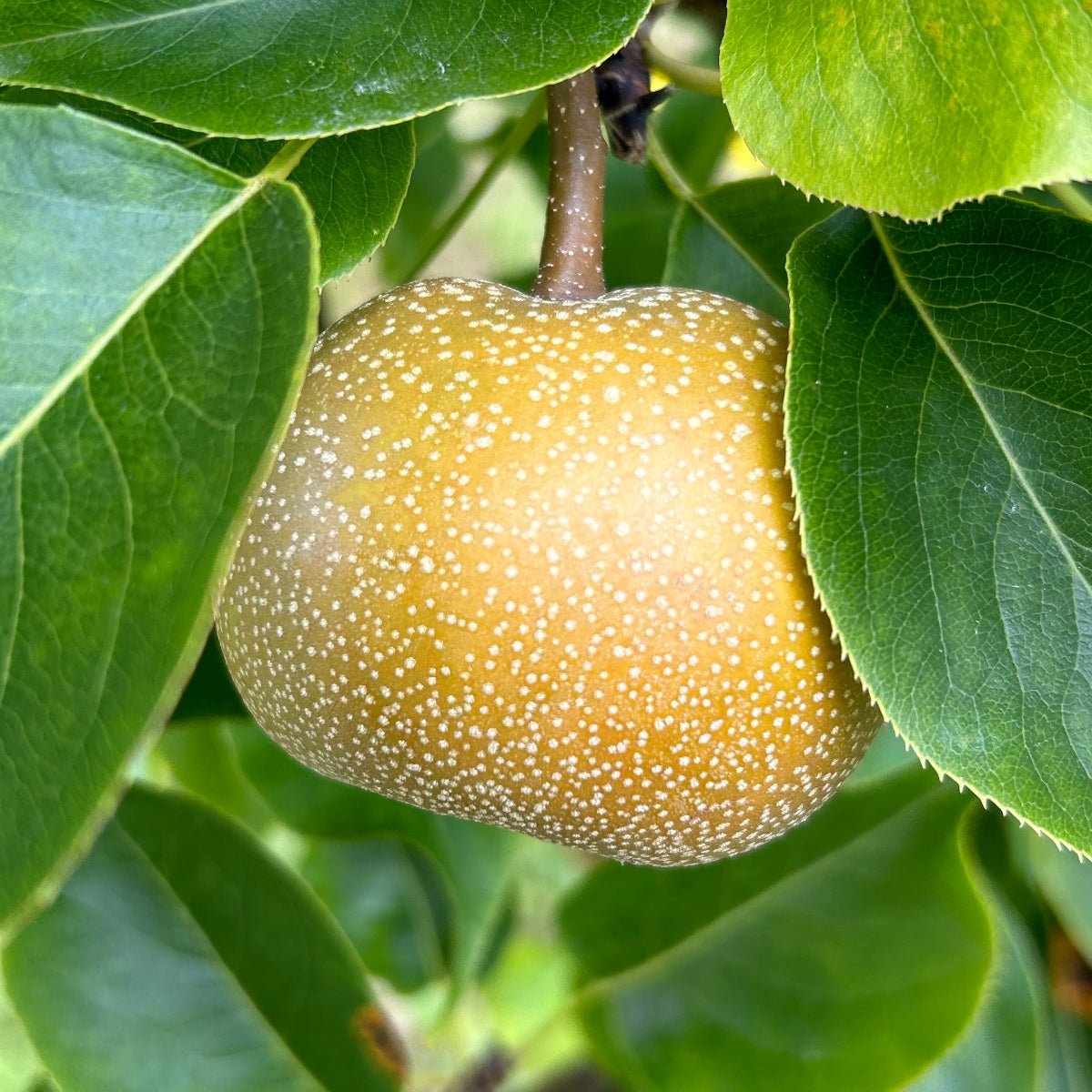 Shinko Pear Scionwood - Dingdong's Garden